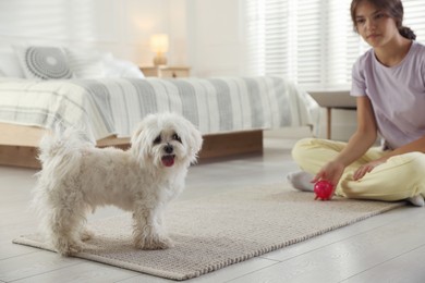 Photo of Happy teenage girl playing with cute Maltese dog at home, selective focus