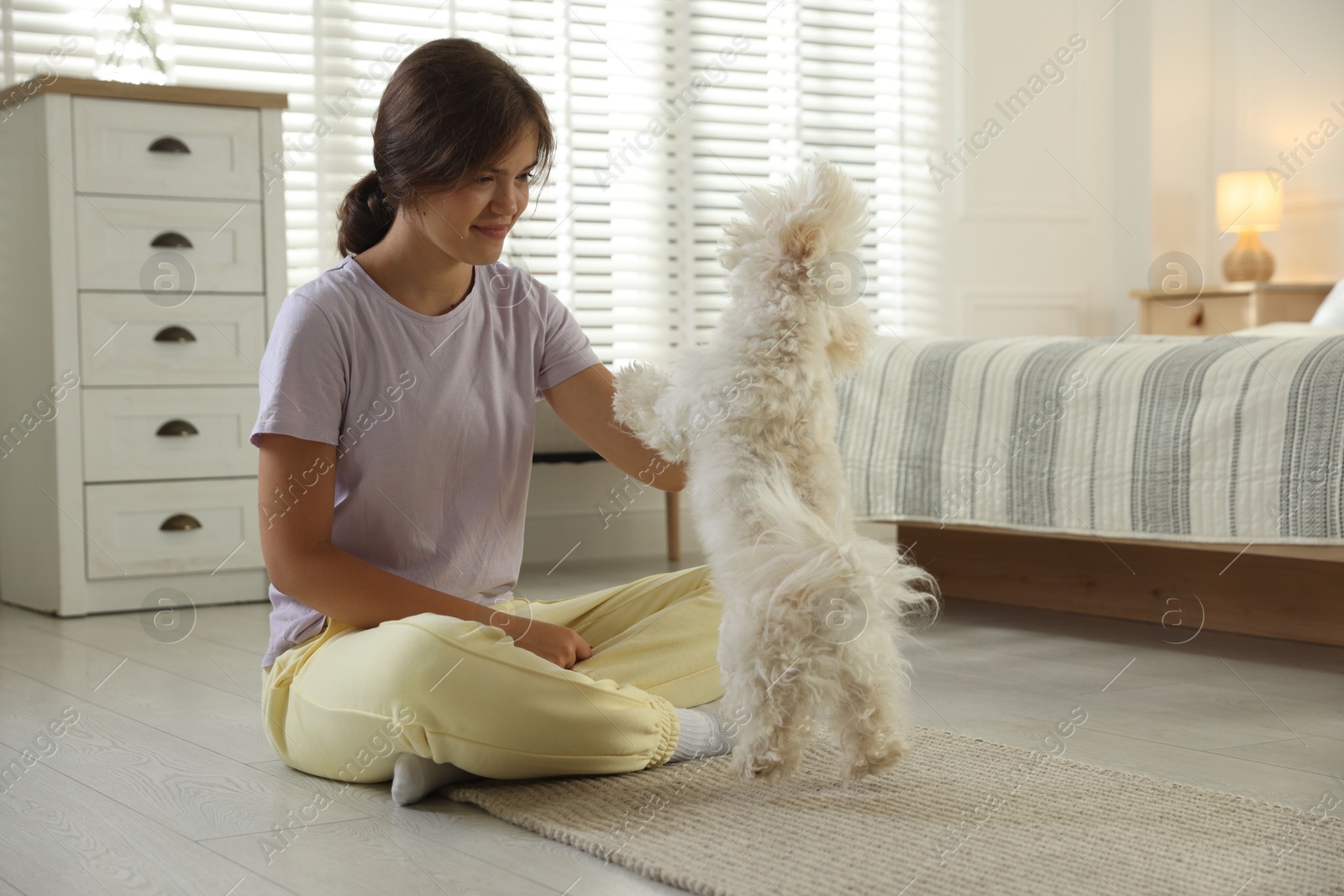 Happy teenage girl playing with cute Maltese dog at home Photo of Happy teenage girl playing with cute Maltese dog at home