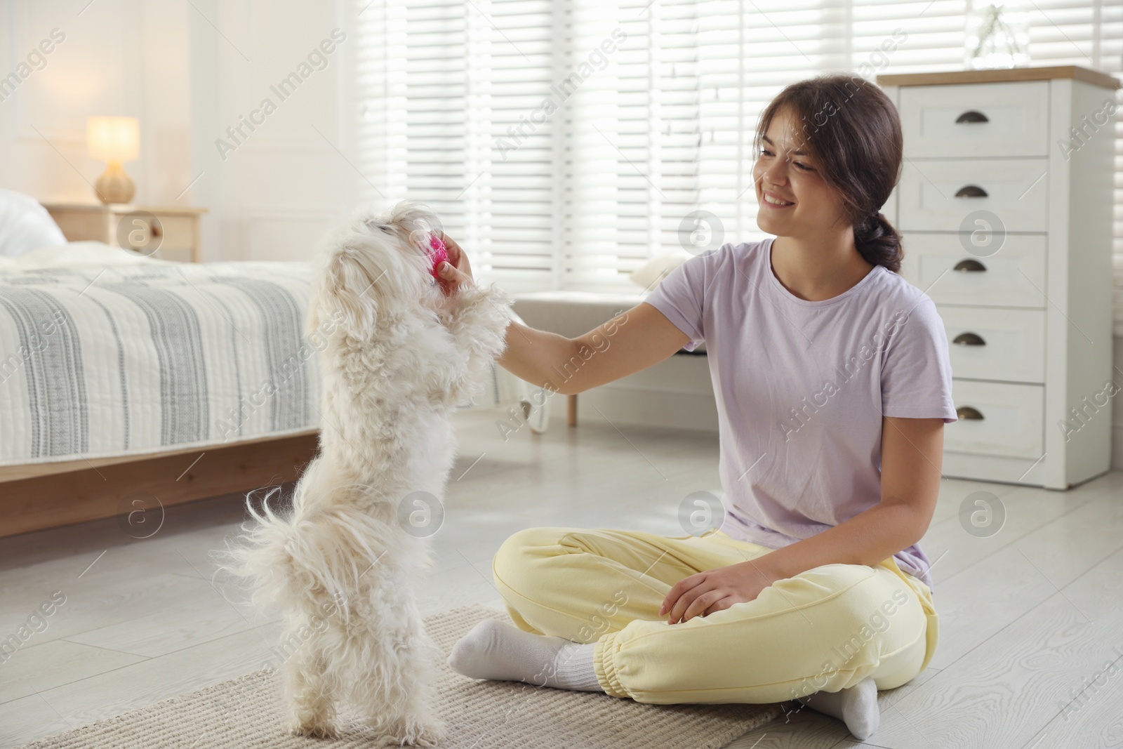 Happy teenage girl playing with cute Maltese dog at home Photo of Happy teenage girl playing with cute Maltese dog at home