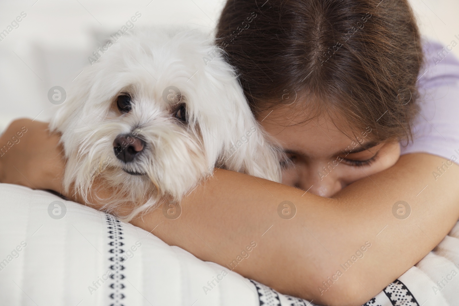 Happy teenage girl with cute Maltese dog on bed at home, closeup Photo of Happy teenage girl with cute Maltese dog on bed at home, closeup
