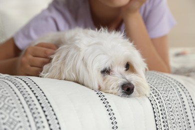 Photo of Teenage girl with cute Maltese dog on bed at home, closeup