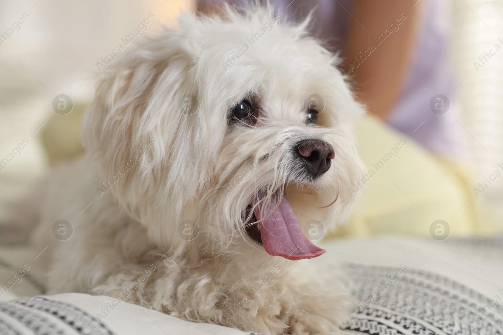 Teenage girl with cute Maltese dog on bed at home, closeup Photo of Teenage girl with cute Maltese dog on bed at home, closeup