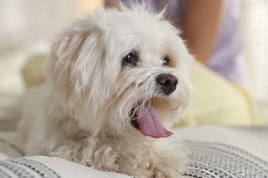 Photo of Teenage girl with cute Maltese dog on bed at home, closeup