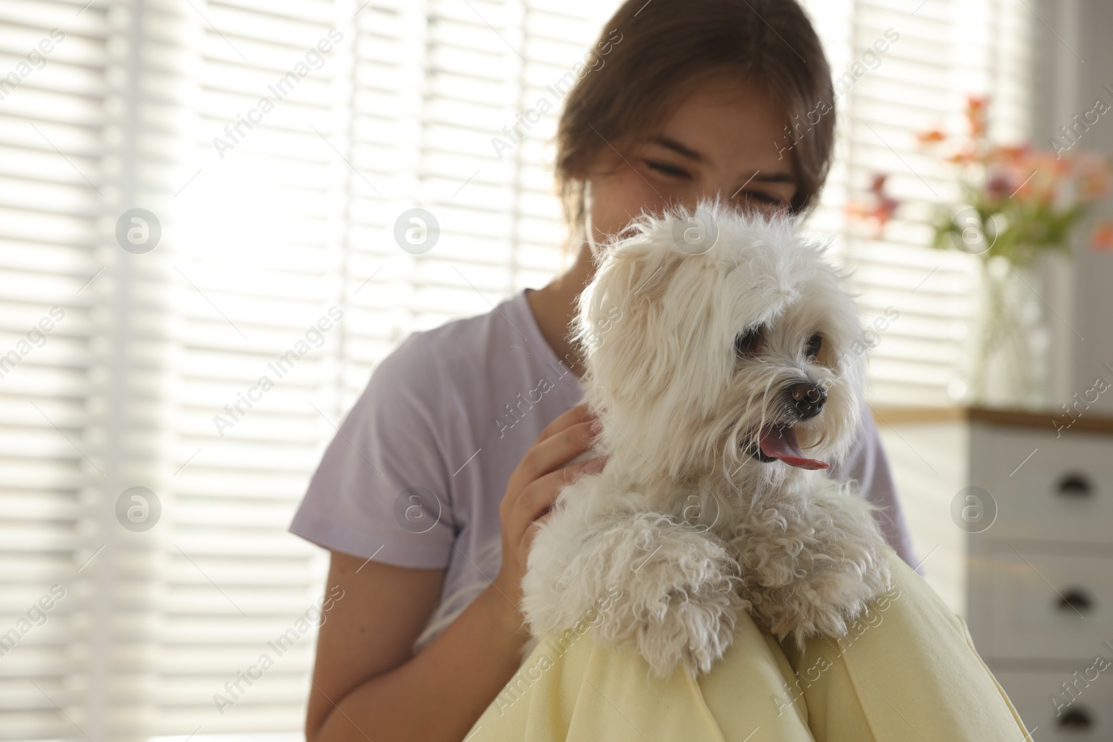 Happy teenage girl with cute Maltese dog at home Photo of Happy teenage girl with cute Maltese dog at home