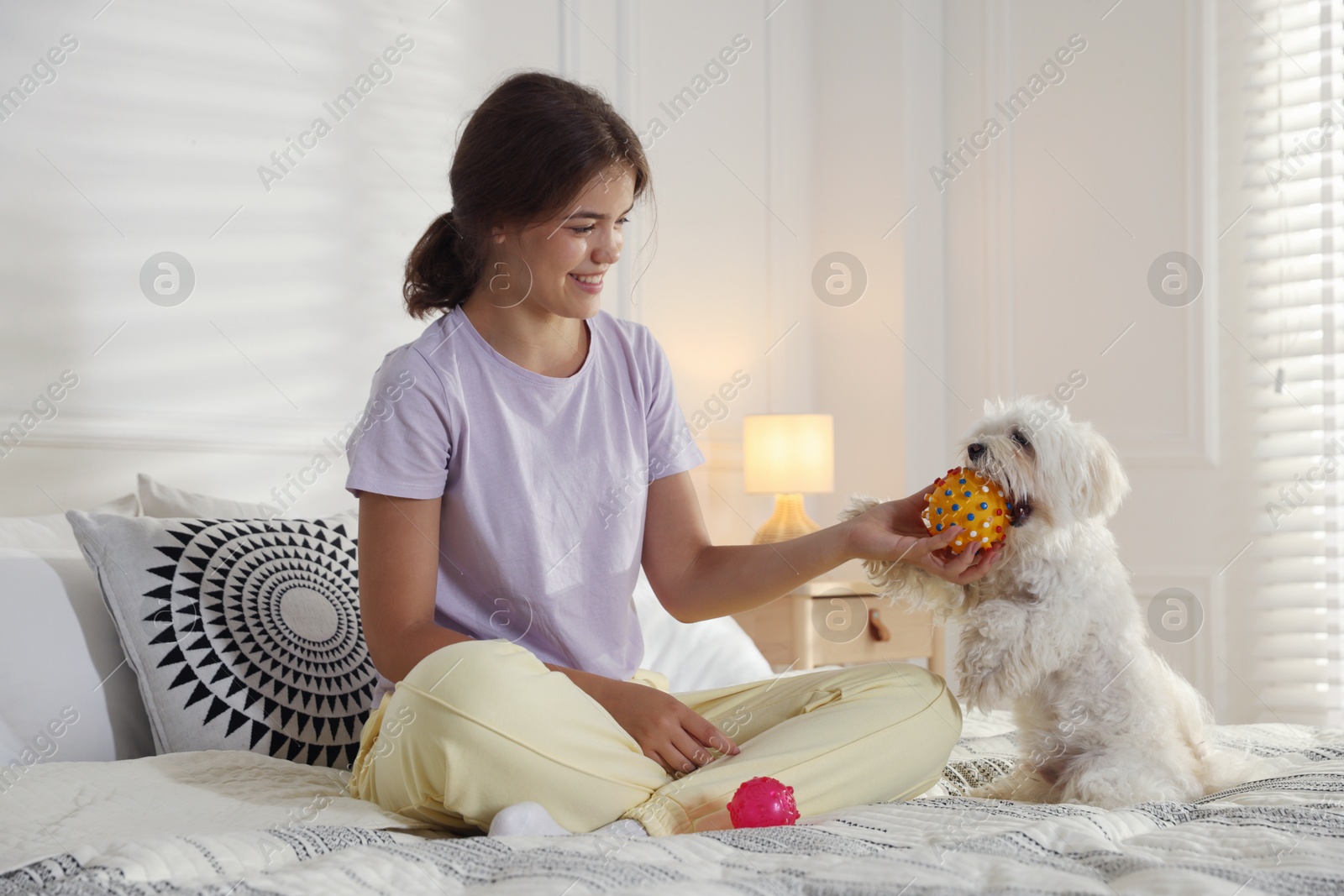 Happy teenage girl playing with cute Maltese dog on bed at home Photo of Happy teenage girl playing with cute Maltese dog on bed at home