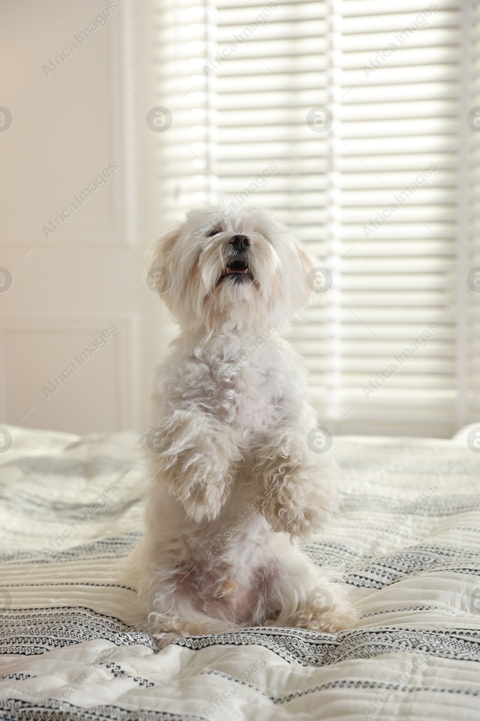Photo of Cute Maltese dog on bed at home