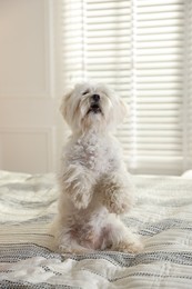 Photo of Cute Maltese dog on bed at home