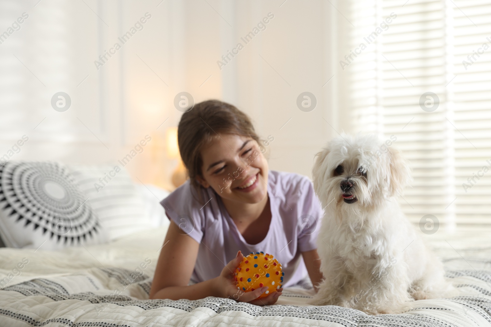 Happy teenage girl with cute Maltese dog on bed at home Photo of Happy teenage girl with cute Maltese dog on bed at home