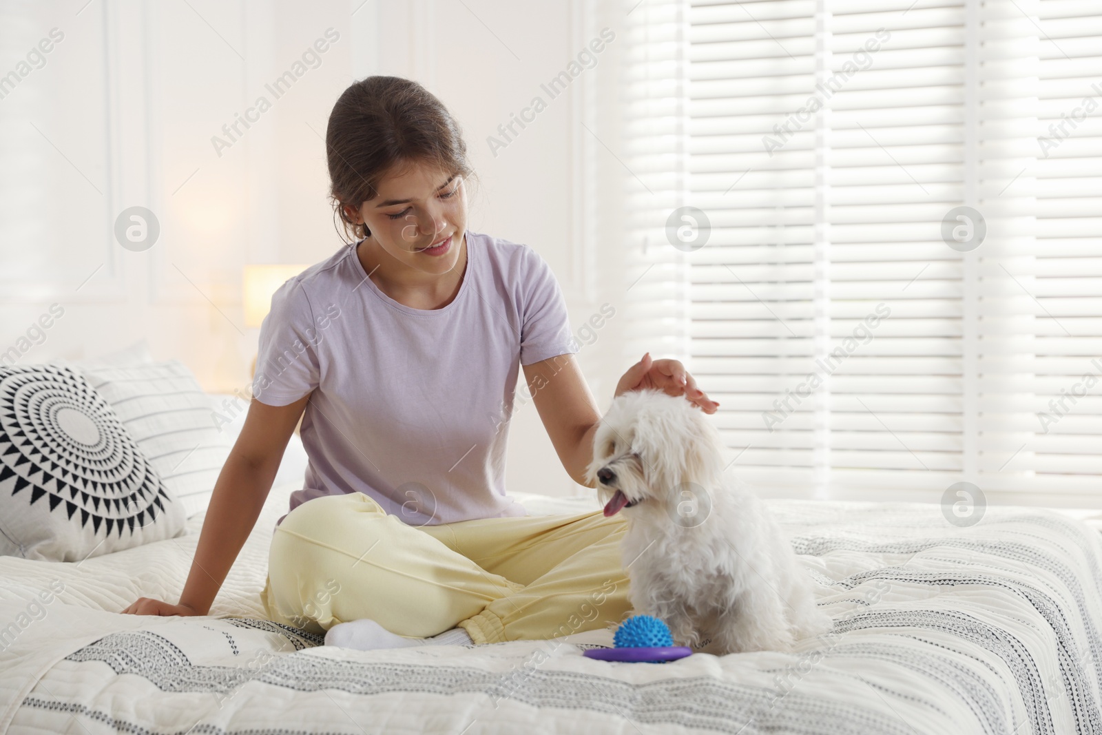 Happy teenage girl with cute Maltese dog on bed at home Photo of Happy teenage girl with cute Maltese dog on bed at home