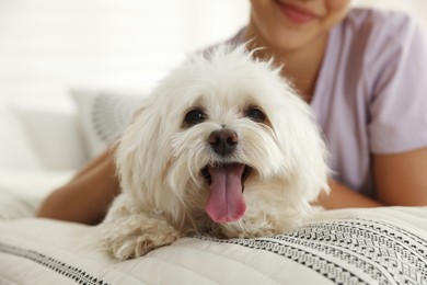 Photo of Happy teenage girl with cute Maltese dog on bed at home, closeup