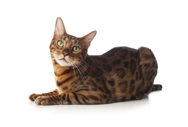 Photo of Cute Bengal cat on white background. Adorable pet