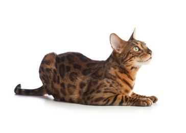 Photo of Cute Bengal cat on white background. Adorable pet