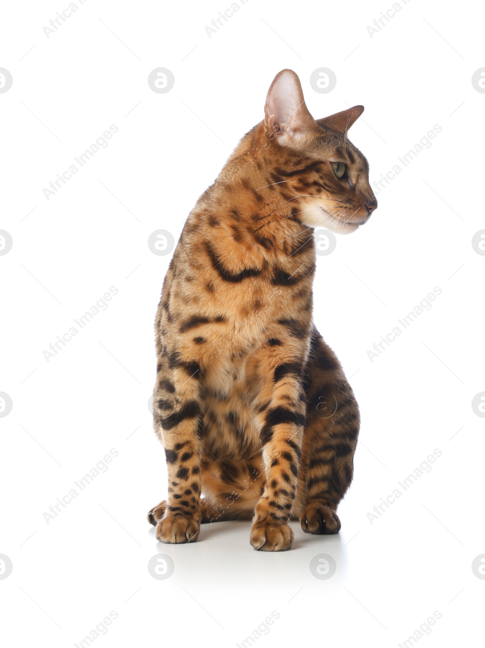 Cute Bengal cat on white background. Adorable pet Photo of Cute Bengal cat on white background. Adorable pet