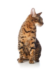 Photo of Cute Bengal cat on white background. Adorable pet