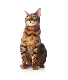 Photo of Cute Bengal cat on white background. Adorable pet