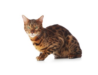 Photo of Cute Bengal cat on white background. Adorable pet