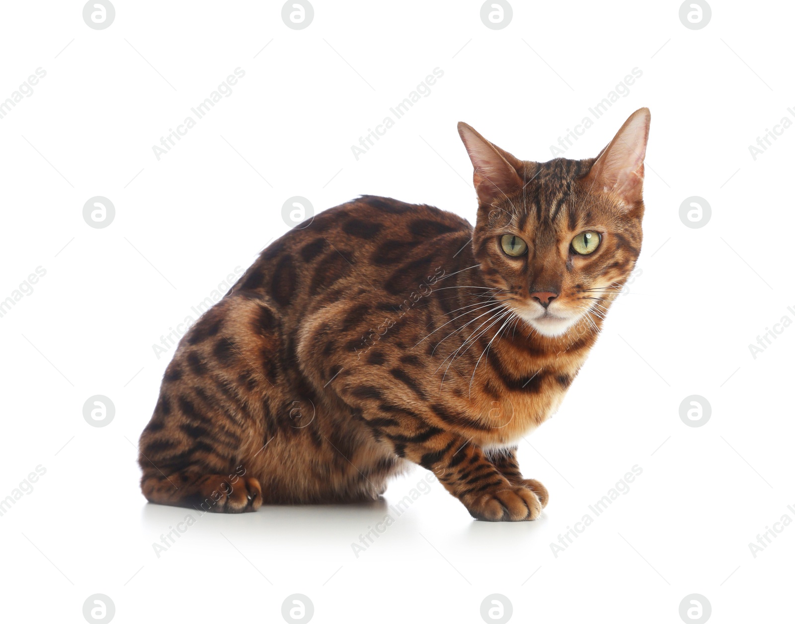 Cute Bengal cat on white background. Adorable pet Photo of Cute Bengal cat on white background. Adorable pet