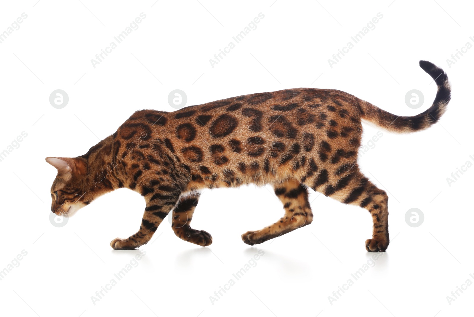 Cute Bengal cat on white background. Adorable pet Photo of Cute Bengal cat on white background. Adorable pet
