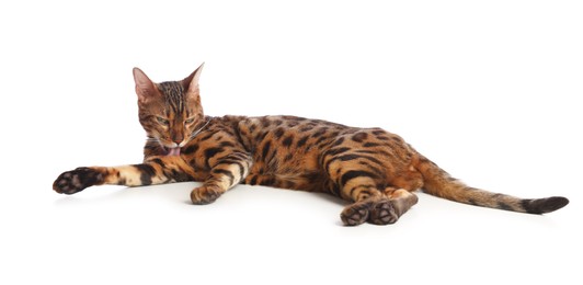 Photo of Cute Bengal cat on white background. Adorable pet