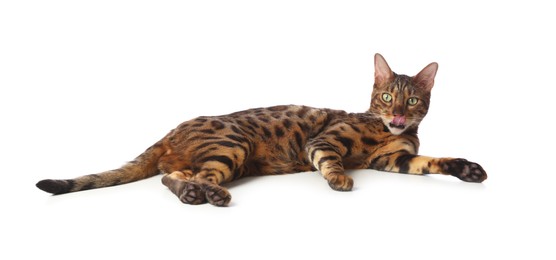 Photo of Cute Bengal cat on white background. Adorable pet