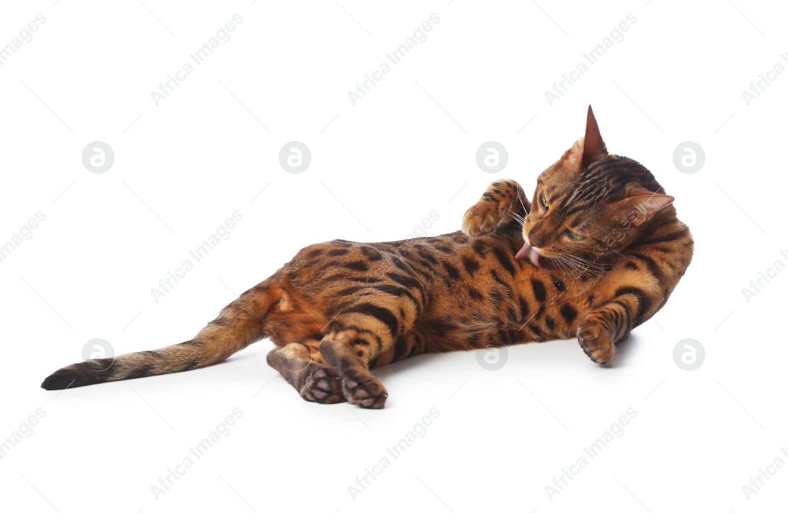 Cute Bengal cat on white background. Adorable pet Photo of Cute Bengal cat on white background. Adorable pet