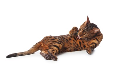 Photo of Cute Bengal cat on white background. Adorable pet