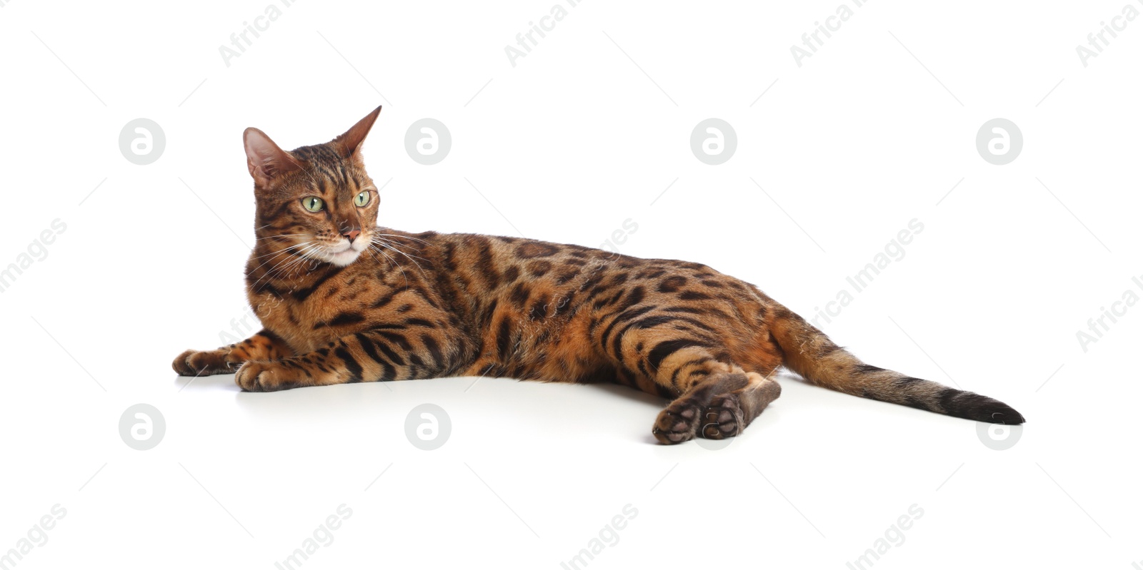 Cute Bengal cat on white background. Adorable pet Photo of Cute Bengal cat on white background. Adorable pet