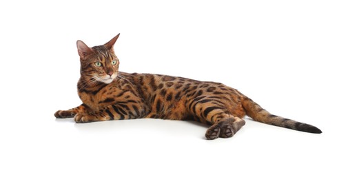 Photo of Cute Bengal cat on white background. Adorable pet