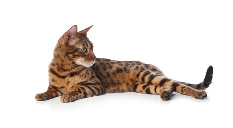 Photo of Cute Bengal cat on white background. Adorable pet