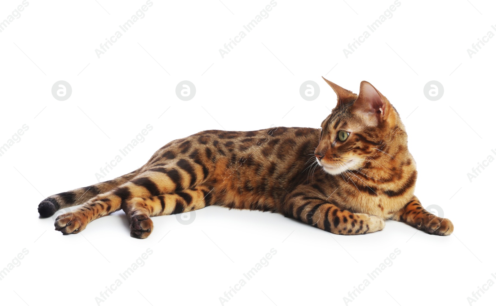 Cute Bengal cat on white background. Adorable pet Photo of Cute Bengal cat on white background. Adorable pet