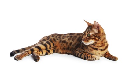 Photo of Cute Bengal cat on white background. Adorable pet