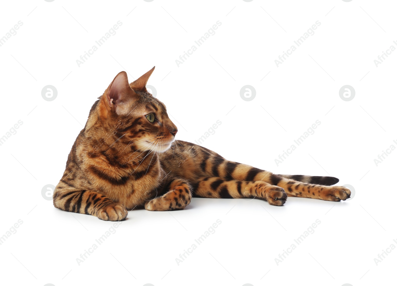Cute Bengal cat on white background. Adorable pet Photo of Cute Bengal cat on white background. Adorable pet
