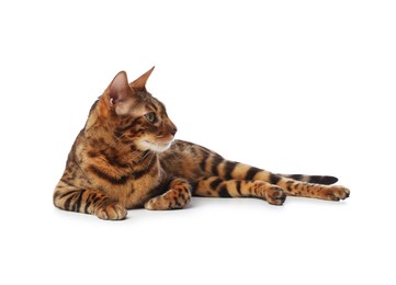 Photo of Cute Bengal cat on white background. Adorable pet