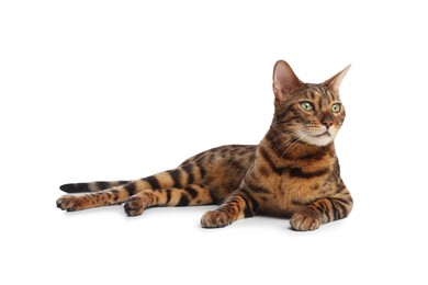 Photo of Cute Bengal cat on white background. Adorable pet