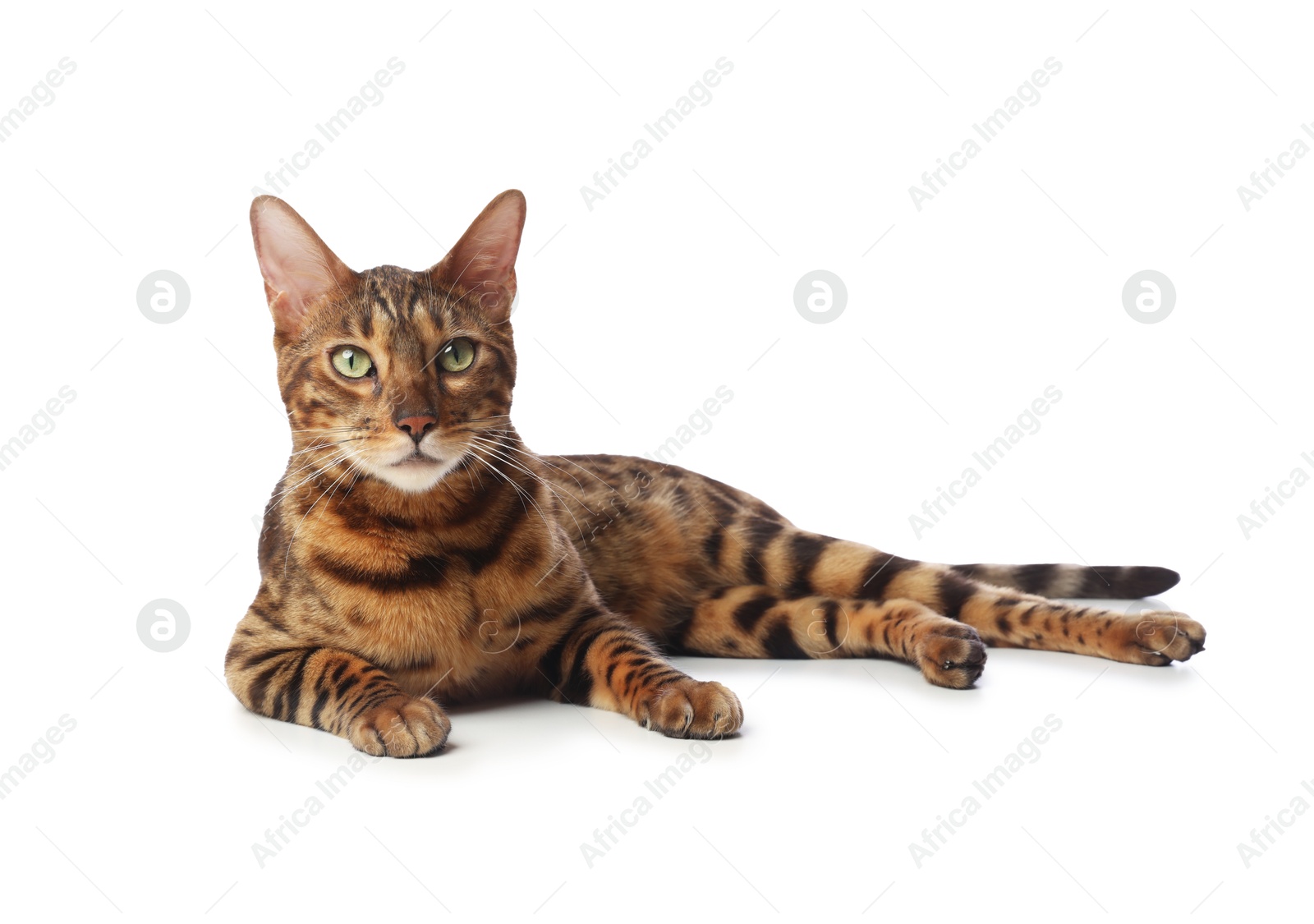 Cute Bengal cat on white background. Adorable pet Photo of Cute Bengal cat on white background. Adorable pet