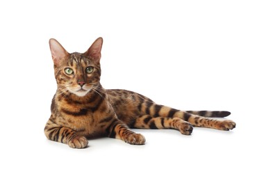 Photo of Cute Bengal cat on white background. Adorable pet