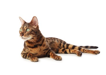 Photo of Cute Bengal cat on white background. Adorable pet