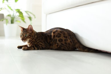Photo of Cute Bengal cat on floor at home. Adorable pet