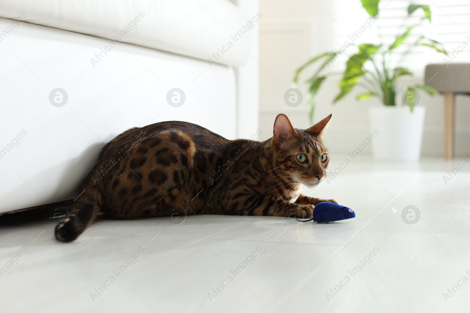 Cute Bengal cat with toy on floor at home. Adorable pet Photo of Cute Bengal cat with toy on floor at home. Adorable pet