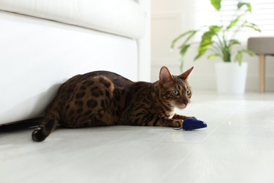 Photo of Cute Bengal cat with toy on floor at home. Adorable pet