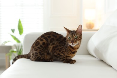 Photo of Cute Bengal cat on sofa at home. Adorable pet