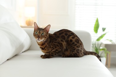 Photo of Cute Bengal cat on sofa at home. Adorable pet