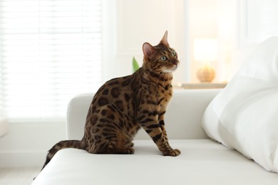Photo of Cute Bengal cat on sofa at home. Adorable pet