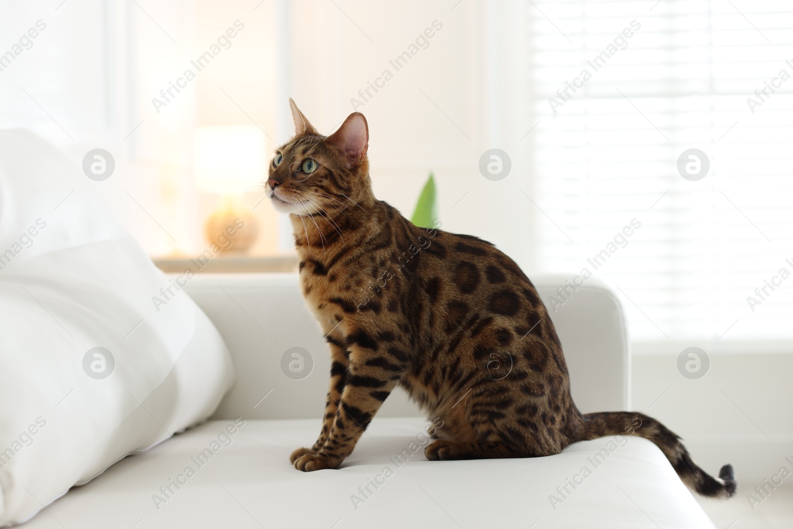 Cute Bengal cat on sofa at home. Adorable pet Photo of Cute Bengal cat on sofa at home. Adorable pet