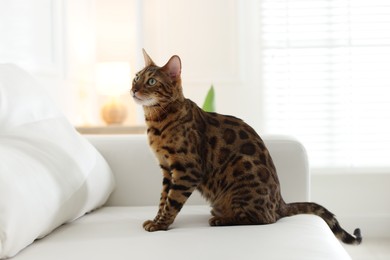 Photo of Cute Bengal cat on sofa at home. Adorable pet