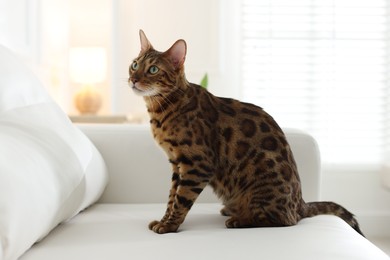 Photo of Cute Bengal cat on sofa at home. Adorable pet