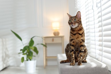 Photo of Cute Bengal cat on bench near window at home, space for text. Adorable pet