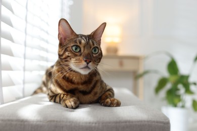 Photo of Cute Bengal cat on bench near window at home, space for text. Adorable pet