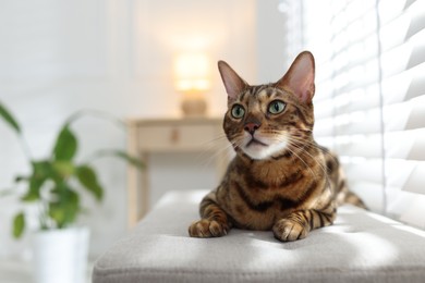 Photo of Cute Bengal cat on bench near window at home, space for text. Adorable pet