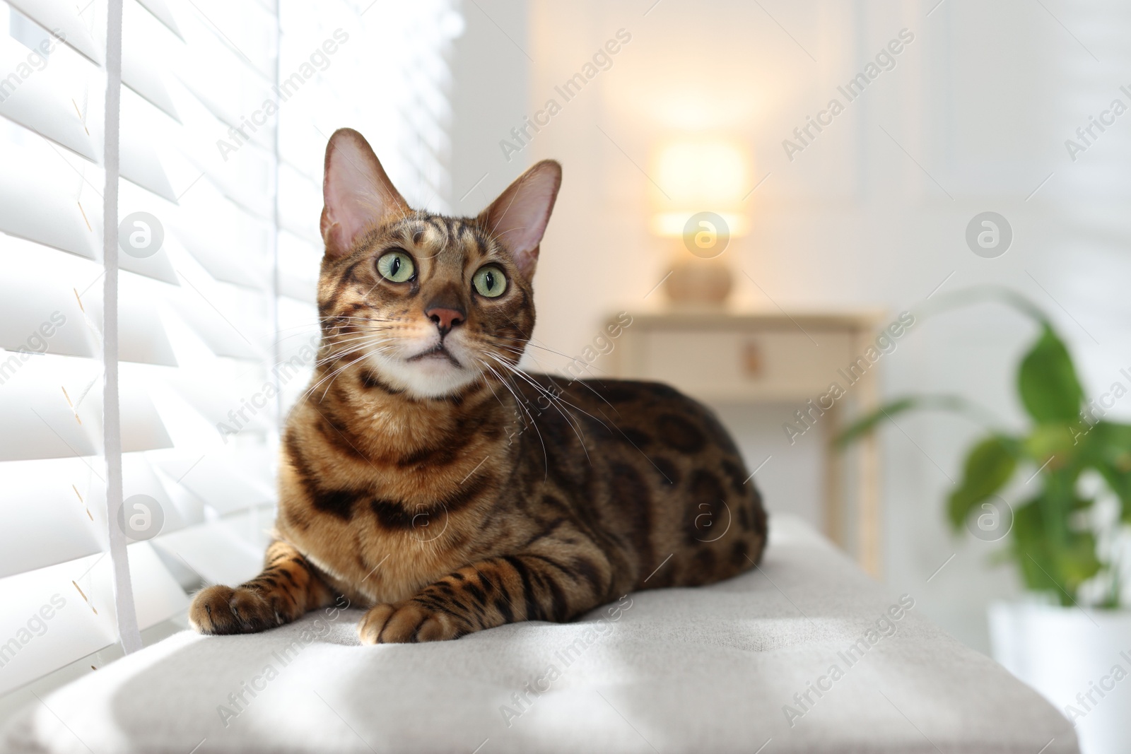 Cute Bengal cat on bench near window at home, space for text. Adorable pet Photo of Cute Bengal cat on bench near window at home, space for text. Adorable pet
